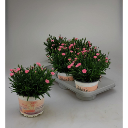 Nelke, Dianthus caryophyllus »Peach Party«, Blüte: rosa, einfach