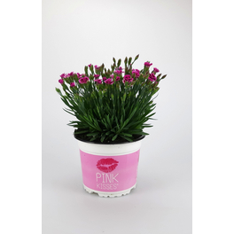 Nelke, Dianthus caryophyllus »Pink Kisses«, Blüte: zweifarbig, einfach