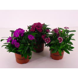 Nelke, Dianthus chinensis , Blüte: gemischt, einfach