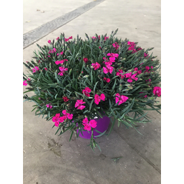 Nelke, Dianthus cylindrica »Pillow«, Blüte: violett, einfach