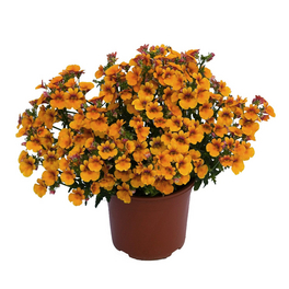 Nemesia, Nemesia Hybriden »Sunsetia Kiwano«, Blüte: orange, einfach