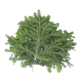 Nordmann Schnittgrün nordmanniana Abies