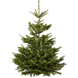 Nordmanntanne Nordmanniana abies