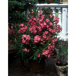 Oleander, Nerium oleander, Blüte: Farbmix Oleander, Nerium oleander, Blüte: Farbmix