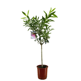 Oleander, Nerium oleander, Blüte: Farbmix