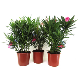 Oleander, Nerium oleander, Blüte: in Farben