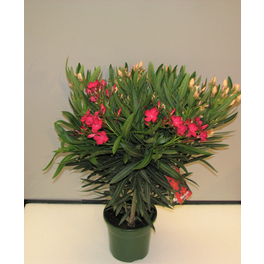 Oleander, Nerium oleander »Duo«, Blüte: Zweifarbig