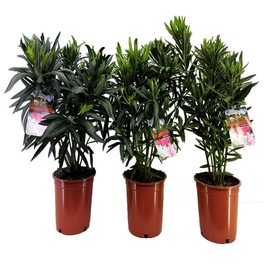 Oleander, Nerium oleander »in Sorten«, Blüte: Farbmix