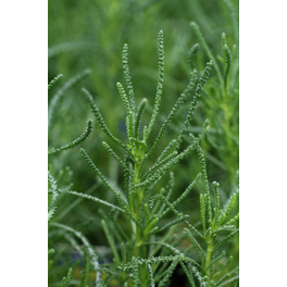 Olivenkraut, Santolina viridis »Olivia«, aktuelle Pflanzenhöhe ca.: 15 cm, im Topf