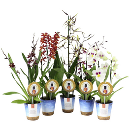 Orchidee Duft, Orchidea , Blüte: mehrfarbig