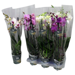 Orchidee, Phalaenopsis hybriden, Blüte: gemischt