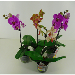 Orchidee, Phalaenopsis hybriden, Blüte: gemischt