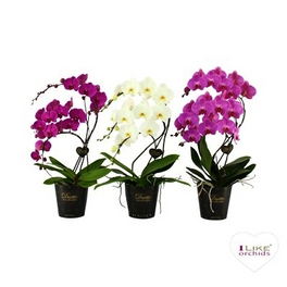 Orchidee, Phalaenopsis hybriden »Duetto«, Blüte: gemischt
