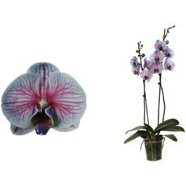 Orchidee, Phalaenopsis hybriden »Royal Bubblegum«, Blüte: zweifarbig