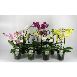 Orchidee, Phalaenopsis hybriden »Table Dance«, Blüte: gemischt