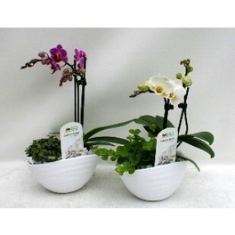 Orchidee, Phalaenopsis hybriden »Table Dance«, Blüte: mehrfarbig