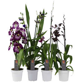 Orchideen Botanik Mix, Orchideen in Sorten, Blüte: violett