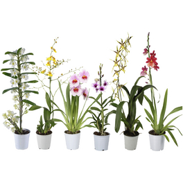 Orchideen Mix, Blüte: gemischt