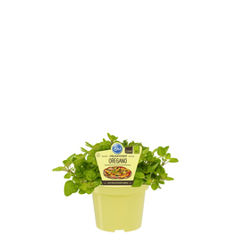 Oregano, Origanum vulgare, aktuelle Pflanzenhöhe ca.: 25 cm, im Topf Oregano, Origanum vulgare, aktuelle Pflanzenhöhe ca.: 25 cm, im Topf