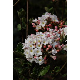 Oster-Schneeball, Viburnum burkwoodii »Anne Russell«, Blätter: grün, Blüten: weiß