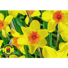 Osterglocke, Narcissus Hybriden, bis 30 cm