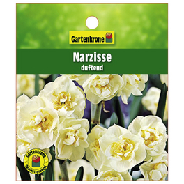Osterglocke, Narcissus hybriden, Blütenfarbe: weiß