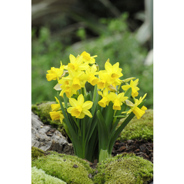 Osterglocke, Narcissus hybriden »Tete a Tete«, Blütenfarbe: gelb