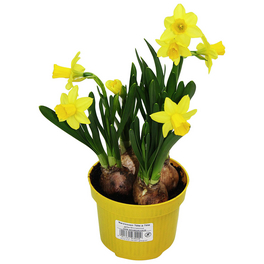 Osterglocke, Narcissus hybriden »Tete a Tete«, Blütenfarbe: gelb