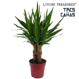 Palmlilie, Yucca elephantipes »Tres Canas«, bis max. 70 cm Palmlilie, Yucca elephantipes »Tres Canas«, bis max. 70 cm