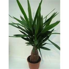 Palmlilie, Yucca elephantipes »Tres Canas«, bis max. 90 cm Palmlilie, Yucca elephantipes »Tres Canas«, bis max. 90 cm