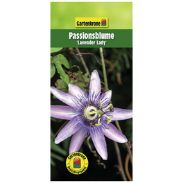 Passionsblume, Passiflora caerulea »Lavender Lady«, Blüte: violett
