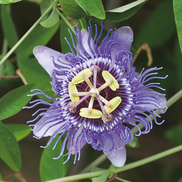 Passionsblume, Passiflora caerulea »Purple Haze«, Blüte: rosa/pink