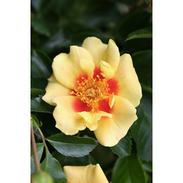 Perische Rose, Rosa hybrida »Eye of the Tiger«, Blüte: rot/gelb, einfach