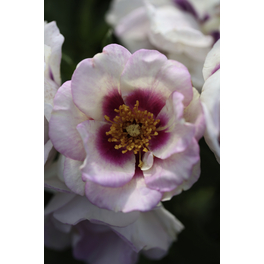 Persische Rose, Rosa hybrida »Eyes for You«, Blüte: weiß-purpur, einfach