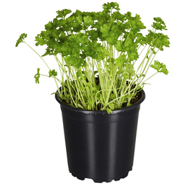 Petersilie, Petroselinum crispum, aktuelle Pflanzenhöhe ca.: 15 cm, im Topf