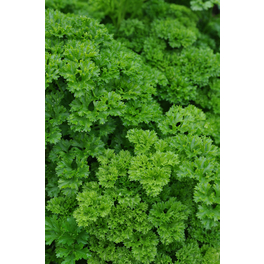 Petersilie, Petroselinum crispum »Grüne Perle«, aktuelle Pflanzenhöhe ca.: 10 cm