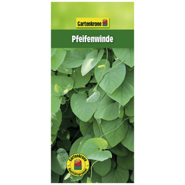 Pfeifenwinde, Aristolochia macrophylla, Blüte: creme Pfeifenwinde, Aristolochia macrophylla, Blüte: creme