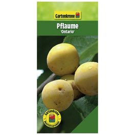 Pflaume, Prunus domestica »Ontario«, Früchte: süß-säuerlich