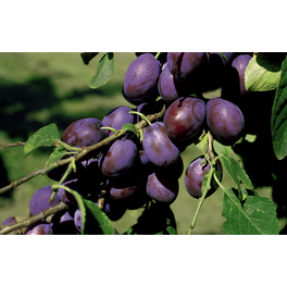 Pflaume, Prunus domestica »The Czar«, Früchte: süß-säuerlich