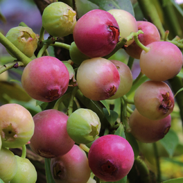Pinke Heidelbeere, Vaccinium corymbosum »Pink Berry®«, Frucht: pink, zum Verzehr geeignet