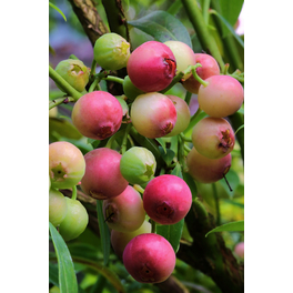 Pinke Heidelbeere, Vaccinium corymbosum »Pink Lemonade®«, Frucht: pink, zum Verzehr geeignet