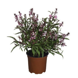 Prachtkerze »Gaura lindheimeri«, bunt, winterhart Prachtkerze »Gaura lindheimeri«, bunt, winterhart