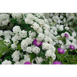 Prachtspiere, Spiraea vanhouttei, Blätter: grün, Blüten: weiß