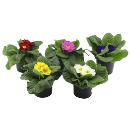 Primel, Primula acaulis, Blütenfarbe: mehrfarbig