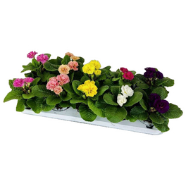 Primel, Primula acaulis »Bubblegum«, bis 25 cm