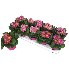 Primel, Primula acaulis »Sweetie«, Blütenfarbe: mehrfarbig