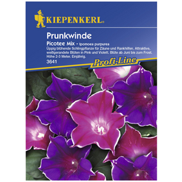 Prunkwinde/Trichterwinde, Ipomoea tricolor, Samen, Blüte: mehrfarbig