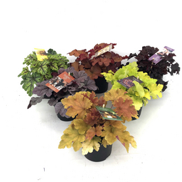 Purpurglöckchen »Heuchera Indian Summer«, winterhart Purpurglöckchen »Heuchera Indian Summer«, winterhart