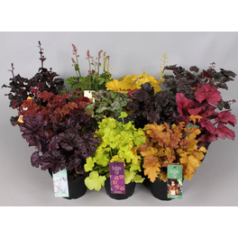 Purpurglöckchen »Heuchera«, winterhart Purpurglöckchen »Heuchera«, winterhart