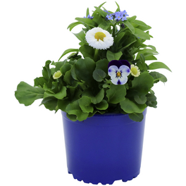 Querbeet-Frühlingsmix, Blütenfarbe: blau/weiß